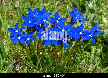 Blühender Gentiana verna im Sommer. Blühender blauer Frühlings-Enzian in den Dolomiten. Italien. Stockfoto