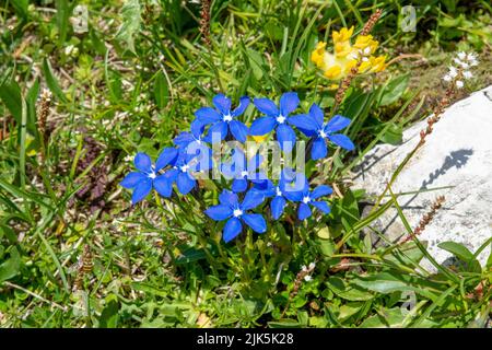 Blühender Gentiana verna im Sommer. Blühender blauer Frühlings-Enzian in den Dolomiten. Italien. Stockfoto