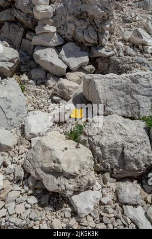 Blühender gelber Alpenmohn (Papaver alpinum oder rhaeticum). Blühender Zwergmohn in den Dolomiten. Italien. Stockfoto