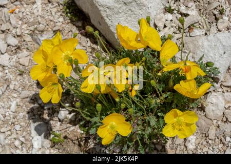 Blühender gelber Alpenmohn (Papaver alpinum oder rhaeticum). Blühender Zwergmohn in den Dolomiten. Italien. Stockfoto