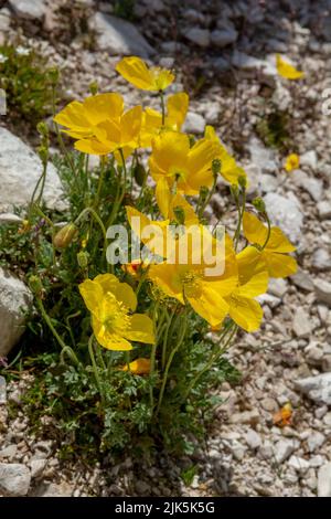 Blühender gelber Alpenmohn (Papaver alpinum oder rhaeticum). Blühender Zwergmohn in den Dolomiten. Italien. Stockfoto