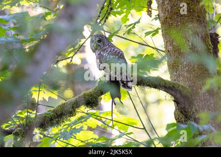 Sperlingskauz mit Ratte in Port Coquitlam BC, Kanada, Juli 2022 Stockfoto