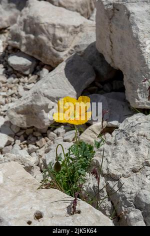 Blühender gelber Alpenmohn (Papaver alpinum oder rhaeticum). Blühender Zwergmohn in den Dolomiten. Italien. Stockfoto