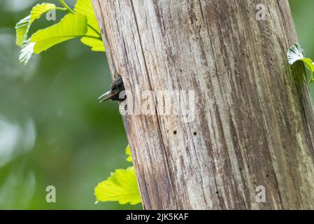 Rotbrustsapsucker beim Jungfischen in Port Coquitlam, BC, Kanada, Juli 2022 Stockfoto