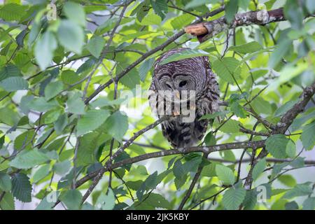 Sperlingskauz bei Port Coquitlam, BC, Kanada, Juli 2022 Stockfoto