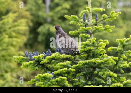 Sooty Grouse in West Vancouver, BC, Kanada, Juli 2022 Stockfoto