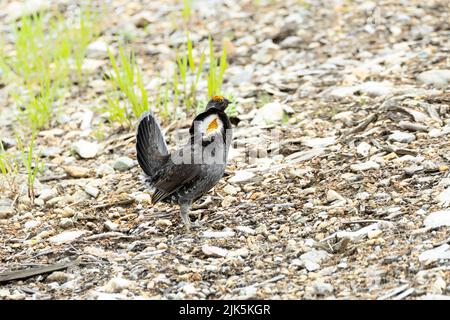 Sooty Grouse in West Vancouver, BC, Kanada, Juli 2022 Stockfoto