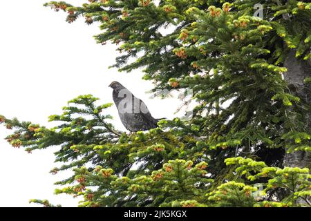 Sooty Grouse in West Vancouver, BC, Kanada, Juli 2022 Stockfoto