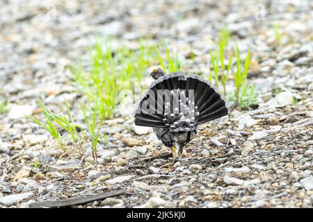 Sooty Grouse in West Vancouver, BC, Kanada, Juli 2022 Stockfoto