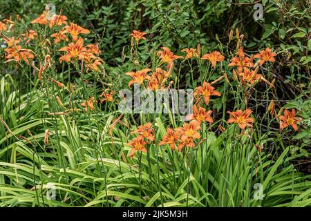 Im Sommer blühen orangefarbene Taglilien. Stockfoto