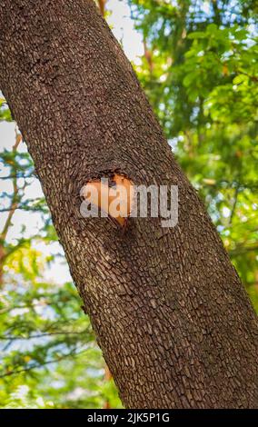 Wald braun Holzhintergrund. Textur Wald Holzbaumrinde mit Zeichen des Herzens. Liebe in der Natur. Pacific Madrona Baum. Erdbeerbaum Arbutus. Stockfoto