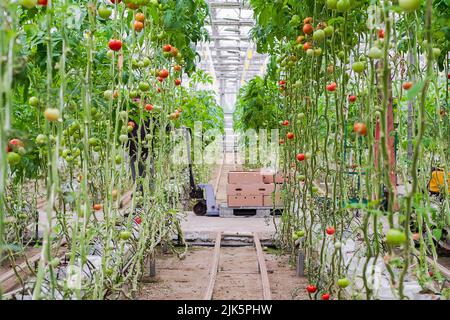 Tomatenproduktion und -Transport. Schöne rote reife Tomaten Hintergrund, Landwirtschaft. Anbau von Tomaten, Gemüsegeschäft, Gewächshaus Stockfoto