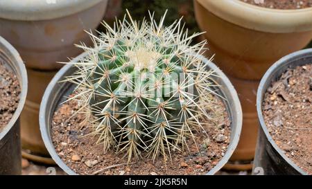 Schöne Innenkaktus-Topfpflanzen von Echinocactus grusonii oder Kroenleinia grusonii aus einem Kindergarten. Auch bekannt als goldener Fasskaktus, golden Stockfoto