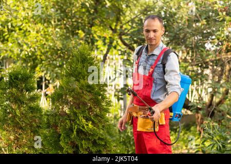 Gärtner, der mit einem Sprüher Insektiziddünger auf seine Thuja aufgibt. Stockfoto