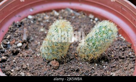 Schöne Zimmerkaktus-Topfpflanzen von Mammillaria elongata aus einem Kindergarten. Auch bekannt als Golden Star Cactus, Lace Cactus, Ladyfinger Cactus, Br Stockfoto