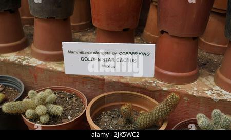 Schöne Zimmerkaktus-Topfpflanzen von Mammillaria elongata aus einem Kindergarten. Auch bekannt als Golden Star Cactus, Lace Cactus, Ladyfinger Cactus, Br Stockfoto