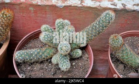 Schöne Zimmerkaktus-Topfpflanzen von Mammillaria elongata aus einem Kindergarten. Auch bekannt als Golden Star Cactus, Lace Cactus, Ladyfinger Cactus, Br Stockfoto