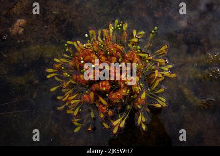 Kreisförmiger Sonnentau (Drosera anglica), der in einem Teich wächst, Nordnorwegen, Blick von oben Stockfoto