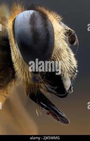 Zunge einer Schwebefliege - Extreme Makro Stockfoto
