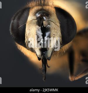 Zunge einer Schwebefliege - Extreme Makro Stockfoto