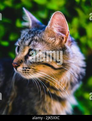 Die vielen streunenden Katzen, die in Istanbul gefunden wurden Stockfoto