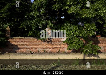 Backsteinmauer mit Pappeln dahinter neben einem Wasserbach an einem sonnigen Tag in der italienischen Landschaft Stockfoto