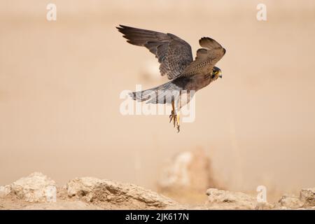 Lanner Falcon (Falco biarmicus) Kgalagadi Transfortier Park, Südafrika Stockfoto