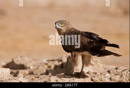 Schwarzkastiger Schlangenadler (Circaetus pectoralis) Kgalagadi Transfortier Park, Südafrika Stockfoto