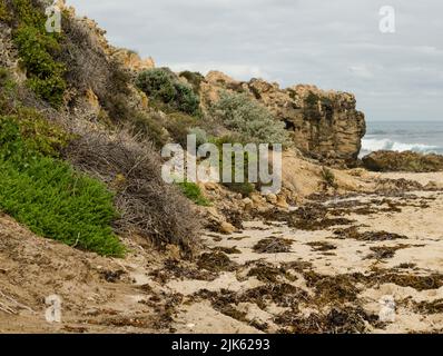 Einheimische westaustralische Küstenflora Trigg Westaustralien Stockfoto