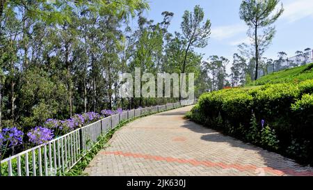 Wunderschöne Landschaften des Teeparks der Regierung, ooty. Die beste landschaftliche Lage in Ooty. Stockfoto