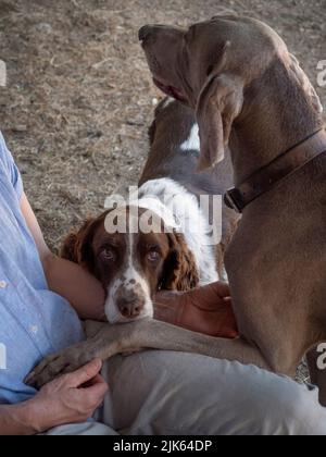 Hündin mit ihren beiden Hunden: Ein deutscher Pointer und ein Weimaraner, die Zeit zusammen im Garten verbringen. Stockfoto