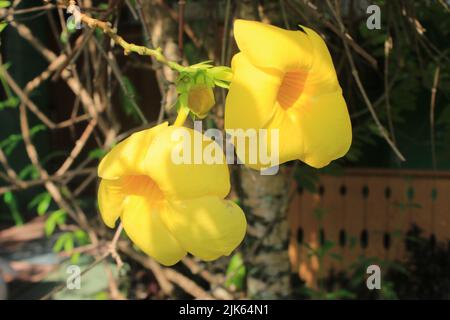 Gelbe Butterblume oder Alamanda- oder allamanda-Blume. Schöne gelbe Blüten, die in Blüte stehen Stockfoto