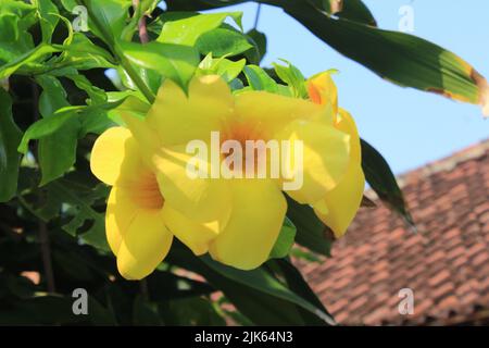 Gelbe Butterblume oder Alamanda- oder allamanda-Blume. Schöne gelbe Blüten, die in Blüte stehen Stockfoto