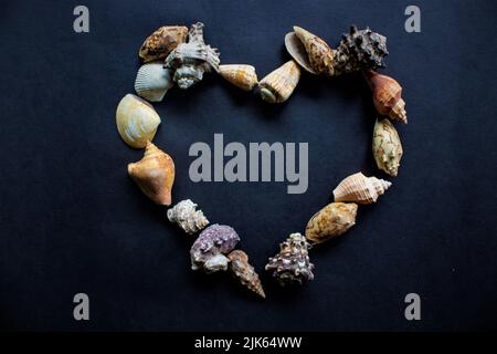 Muscheln, Muschel, Muschel und Muschel mit kreisförmiger Isolierung auf schwarzem Hintergrund. Stockfoto