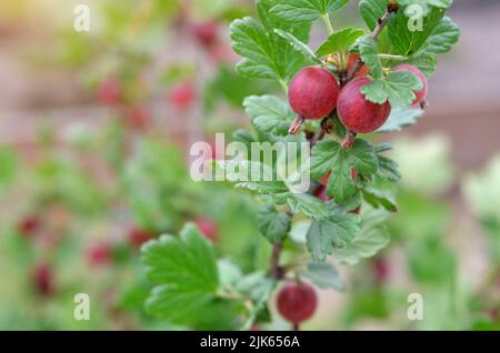 Nahaufnahme von reifen rosa Stachelbeeren mit grünen Blättern auf einem Ast. Das Konzept des Anbaus eigener Bio-Produkte. Stockfoto