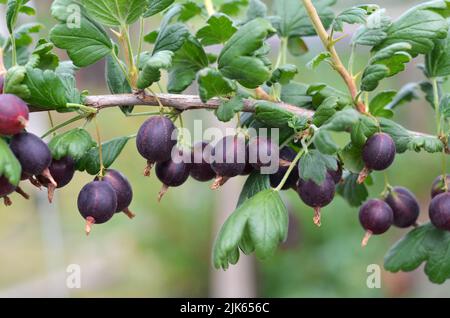 Reife schwarze Stachelbeeren mit grünen Blättern auf einem Zweig im Garten. Das Konzept der organischen Gartenarbeit. Stockfoto