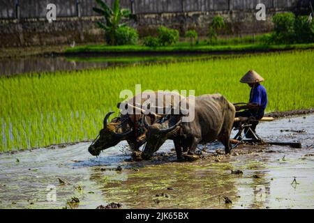 Bauer pflügt Reisfeld mit zwei Ochsen oder Büffeln in Indonesien Stockfoto