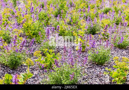 Farbenfrohe, grünlich-gelbe Blumensträucher mit Steinkieselboden Stockfoto