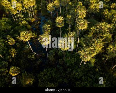 Carnaubapalme oder Carnaubeira oder copernicia prunifera - Palme aus dem Nordosten brasiliens Stockfoto