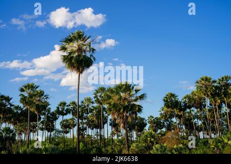 Carnauba (copernicia prunifera) ist eine Palmenart, die im Nordosten Brasiliens beheimatet ist. Es ist die Quelle von Carnaubawachs Stockfoto