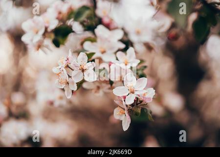 Frühling ostern rosa Blüten der Kirschblüte auf Garten natürlichen Hintergrund. Blühende Aussicht. Blühende, öffnende Blütenblätter auf Ästen Baum. Stockfoto