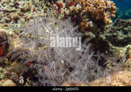 Stinging Hydrozoan, Aglaophenia cupressina, Plamulariidae, Anilao, Indo-pazifischer Ozean, Philippinen, Asien Stockfoto