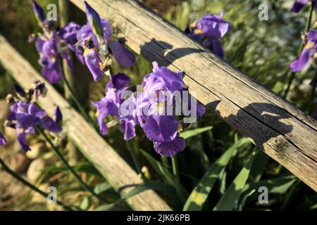 Violette Iris auf einem hölzernen Zaun aus der Nähe gesehen Stockfoto