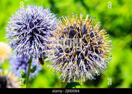 echinops; Blume im Garten, Botanik Stockfoto