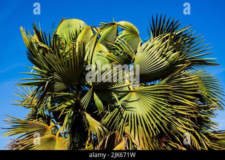 Carnauba (copernicia prunifera) ist eine Palmenart, die im Nordosten Brasiliens beheimatet ist. Es ist die Quelle von Carnaubawachs Stockfoto