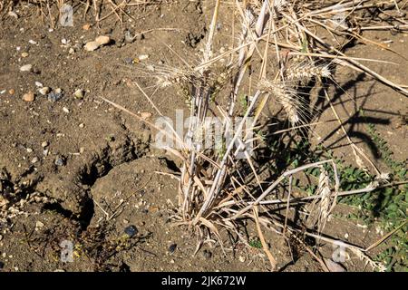 Dürre Stockfoto