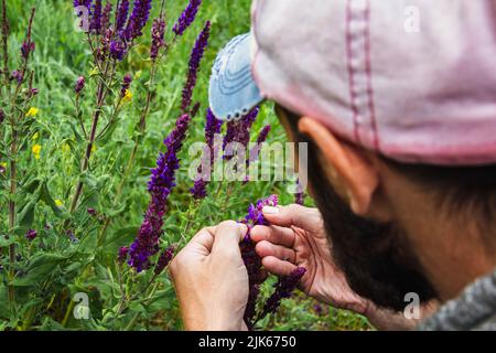 Sammlung von Heilkräutern. Der Kräuterkundige sammelt Salbei. Kräuterbehandlung. Natürliche Medizin. Kräutersammlung. Agronom überprüft die Qualität der Th Stockfoto