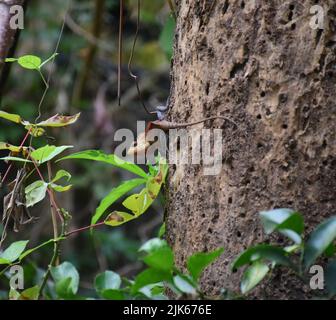 Camouflage zu Naturfarben Stockfoto