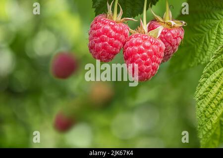 Zweig der reifen roten Himbeeren im Garten Stockfoto