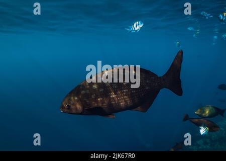 Tropische Fische im blauen Meer. Fischgruppe im tropischen Meer Stockfoto